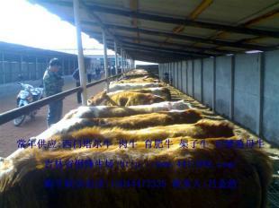 河南優(yōu)質(zhì)肉牛養(yǎng)殖 機遇與市場前景探析